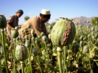 کشت خشخاش ایران
