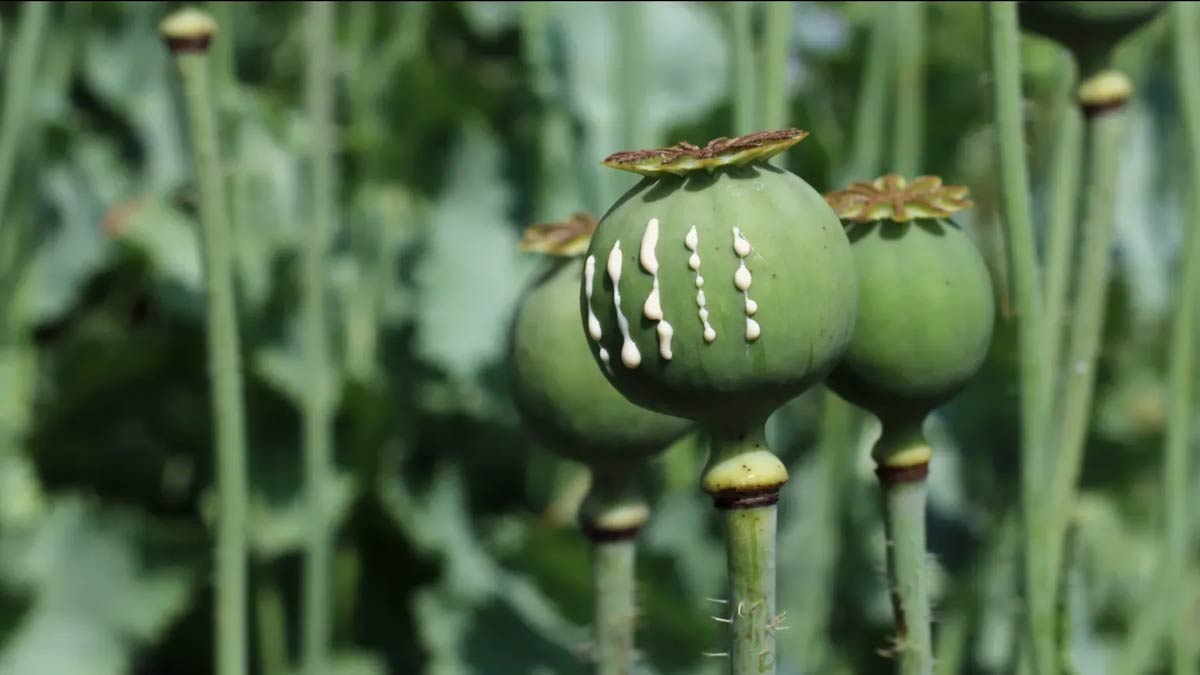 کشت خشخاش ایران