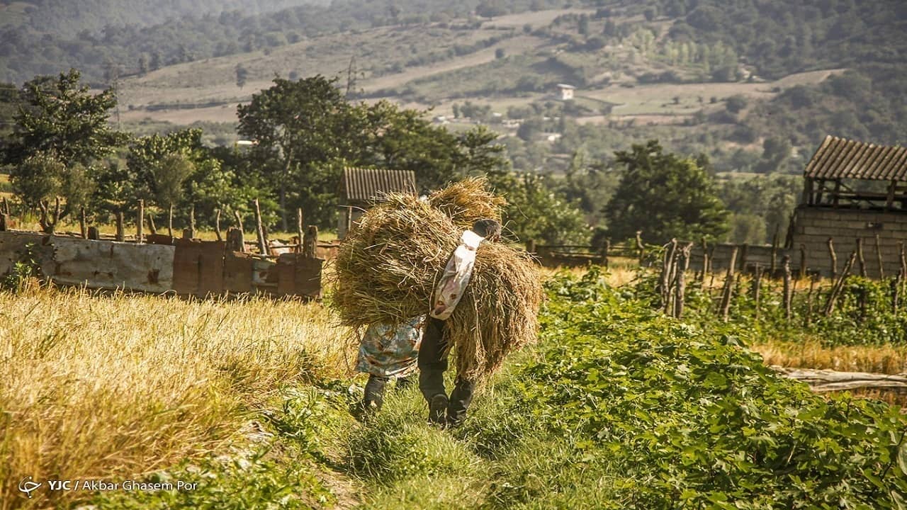 گندم
